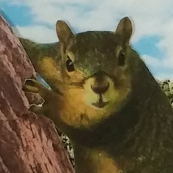 Squirrel